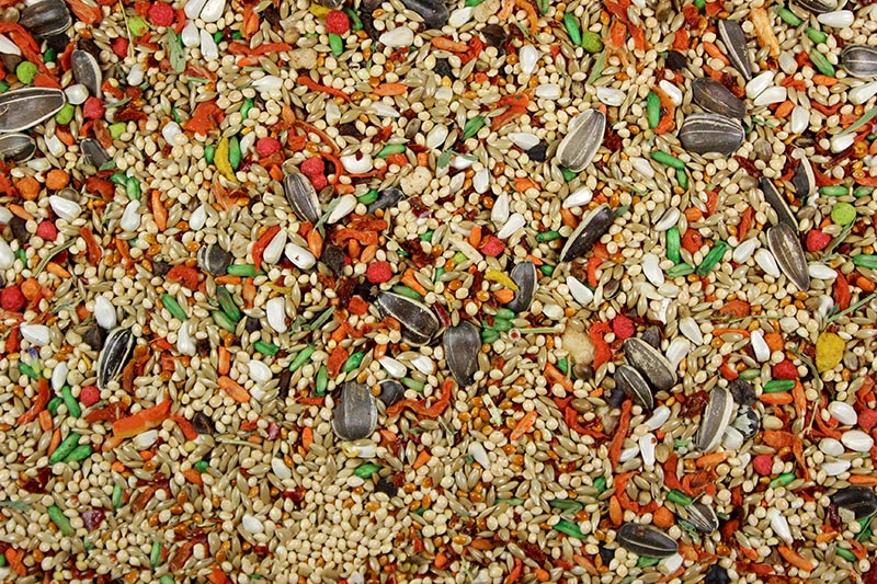 Leach Grain Premium Cockatiel and Conure Cuisine Bird Food Mix