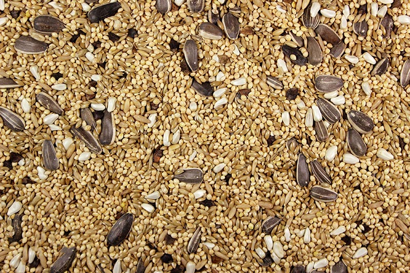 Premium Leach Grain & Milling Cockatiel Mix Bird Seed Food