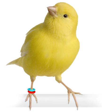 Smisdom E-Z Elastic Bird Leg Identification Rings Starter Kit