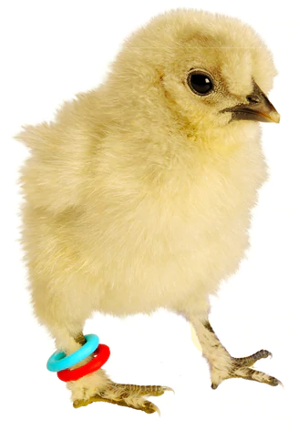Smisdom E-Z Elastic Bird Leg Identification Rings Starter Kit