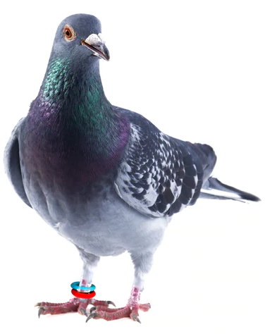 Smisdom E-Z Elastic Bird Leg Identification Rings Starter Kit